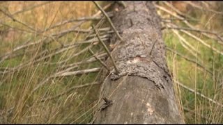 L jak Las. Podlasie. Problem kronika drukarza w Puszczy Białowieskiej,