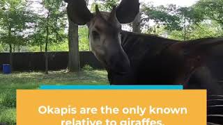 Species Spotlight: Okapi