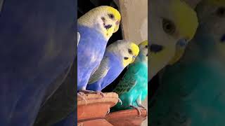 Rainbow Budgies