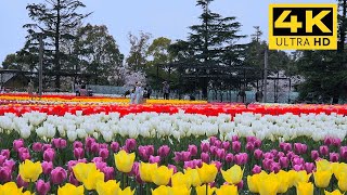 Nabana no Sato: The beautiful Tulip Garden in Full Bloom, Japan