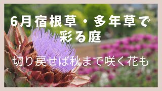 18 宿根草と多年草でつくる庭。一度植えたら毎年咲いてくれる花たち♪