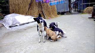 কুকুরের বউ ও দশটা বাচ্চা !! Dog have many baby, it's so funny