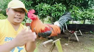 JTP GAMEFARM trio tornado hatch f1 mt BANAHAW GF