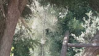 Female Swamp Sheoak Casuarina Tree In Full Flower \u0026 Covered In Honey Bees - Getting A Beehive Soon!