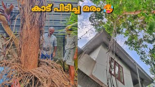 ഇതിൽ കയറാൻ കുറച്ചു കഷ്ടപ്പെടും🥵 |  വീടിനോട് ചേർന്ന് മരത്തിൽ കാടായി വളർന്നു നിന്ന MONEY PLANT