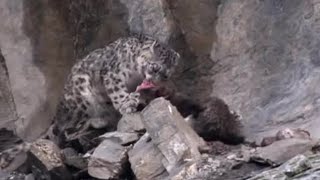 A Big Cat Wild Kill & a Disastrous Earthquake | Snow Leopard: Beyond the Myth | BBC Earth