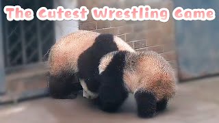 The Cutest Wrestling Game Ever In Panda Sports History | iPanda