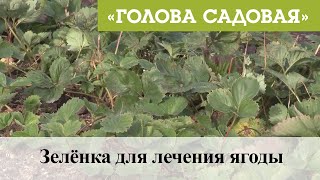 Голова садовая - Зелёнка для лечения ягоды