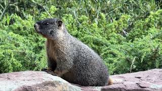 Marmot Sighting At Shrine Pass Colorado 2024