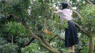 一大片荔枝林，如果不是抱不动我还能再摘点 #荔枝 #美食 #水果