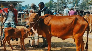 @আজ ৭ ফেব্রুয়ারী ২৫ | বাচ্চাসহ শাহিওয়াল গাভী গরুর দাম | আমবাড়ি হাট | দিনাজপুর