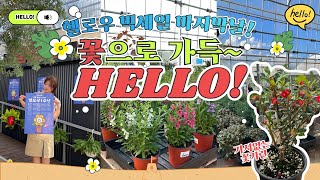 💖헬로우가든마켓 빅세일!💖꽃으로 가득 채웠어요! 신상입고소식, 전식물30%,꽃기린, 안젤로니아, 가시없는꽃기린,긴꾸따루