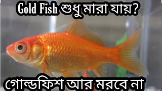 কিভাবে গোল্ডফিশের যত্ন নিবেন?How to care for your Goldfish.Pets Bazar BD