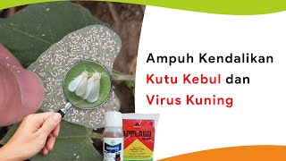 Cara Ampuh Kendalikan Kutu Kebul dan Virus Kuning Musim Hujan