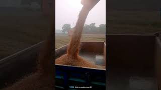 paddy harvest from as 930 #farming #harvest