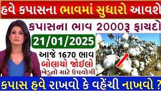 Kapas na bhav | 21-01-2025 | કપાસના ભાવ:2024 | Information about cotton crop price | Commodity Trend