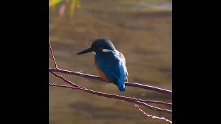 カワセミ調布地区お父さんショート 2025 01 30 #カワセミ #野鳥 #birds #wildlife #nature #自然観察ぶらり散歩