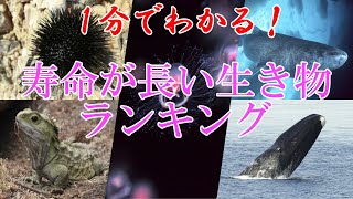 【1分でわかる！】寿命が長い生き物ランキング