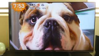 きょうのわんこ ブルドッグ　bulldog