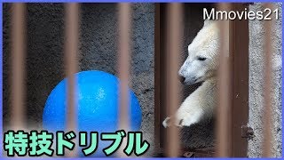 様々なボールを巧みに操るリラ　ホッキョクグマの遊び方