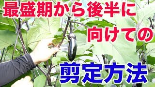 茄子最盛期からの後半に向けての剪定方法とドローン水稲防除#150