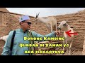 Pilih kambing Jenggot untuk Qurban di Tarim, titipan dari Indonesia