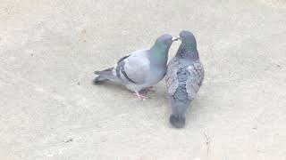 【pigeon videos】鳩の求愛行動