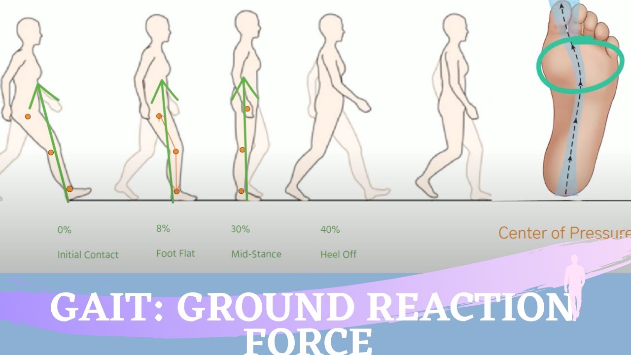 Ground Reaction Force During The Gait Cycle - YouTube