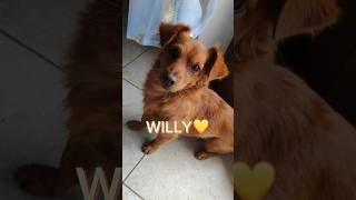 Willy Cerca Casa | Splendido cucciolino simil Volpino #help #sos #adoptdontshop #puppy #urgente