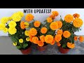 BEST Ways To Get MORE Flowers in Marigold Plant