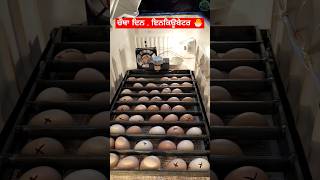 ਇਨਕੂਬੇਟਰ ਦਾ ਚੌਥਾ ਦਿਨ #incubator #automobile #inventions #punjab #egg #aseel #chicken #farming