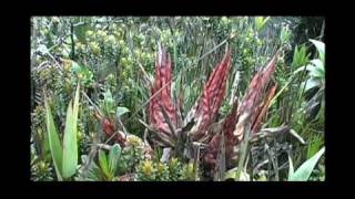 Heliamphora \u0026 other CP. Gran Sabana to Ilu-Tramen Massif. With Stewart McPherson.