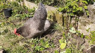 【鶏日記】庭仕事のあとはクロの出番#鶏日記 #にわとりこ #にわとり #hens #poules #poules #鶏 #ニワトリ