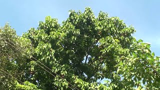 Sterculia alata Pterygota alata Buddha coconut