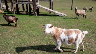 SASHA Farm animal rescue and sanctuary gives livestock animals a second chance