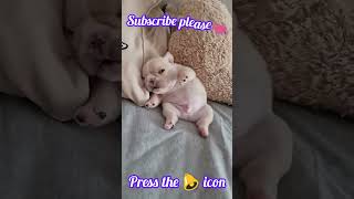 🐕_একটু বিশ্রাম|| Cute Dog🐶#shorts #youtubeshorts #dog #doglovers #trending #viral