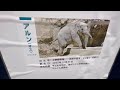 大量の草を口に運ぶスーリヤさん🌿🐘😊　4月11日 上野動物園