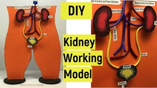 Kidney working model | Science project model | Urinary system 3D working model diy | #diyasfunplay