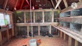 Me Nyua Qaib thai/ breeding pen setup with lights 12/07/24 videos #21