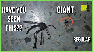 Giant Jumanji Mosquito Shocked A Resident