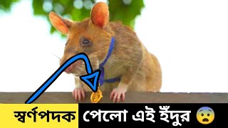 স্বর্ণপদকজয়ী এই ইঁদুর বাঁচিয়েছে 30 হাজার জীবন | Amazing Bengali Radom Facts || Ep.11