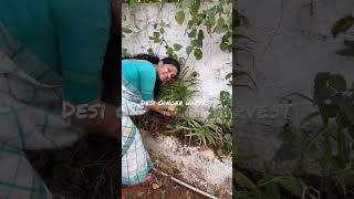 Desi Ginger/ఈ నాటు అల్లానికి రుచి ,ఘాటు ఎక్కువ. #shortvideo  #shorts  #short @MADGARDENER