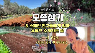 가을 텃밭 모종심기 & 딸아이가 스페인 친구들에게 엄마 유튜브 보여준다네요 😅