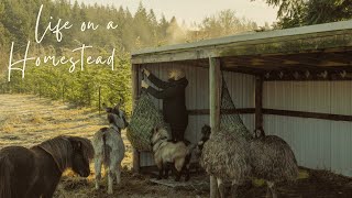 #12 Peaceful Countryside Vlog | Winter Pruning, Deep-Cleaning Chicken Coop