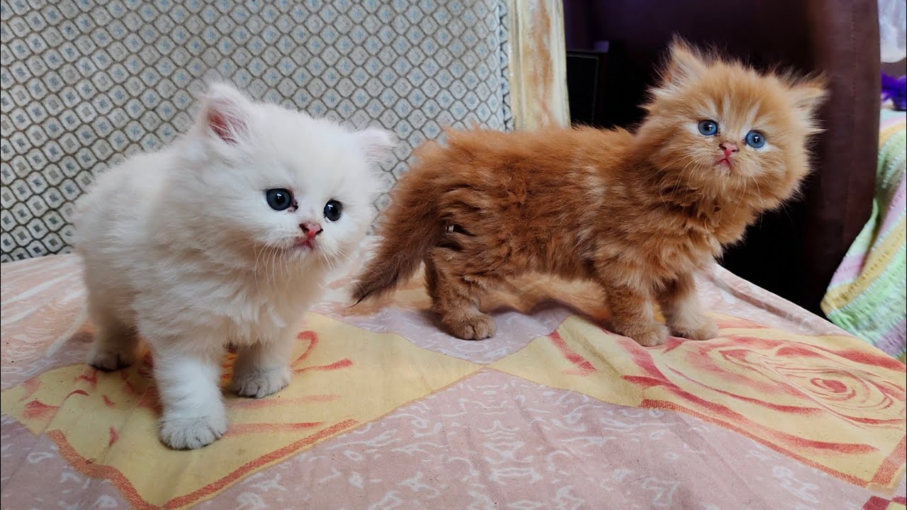 Baby Doll Persian Kittens