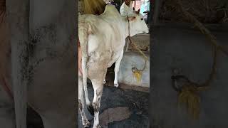 BEAUTIFUL BACHI COW❤ | BAKRA EID 2024 #beautiful ##viral #youtubeshorts #bakraeid2024