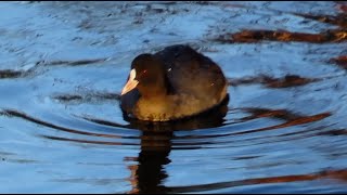 オオバン調布地区往復 2024 12 25 #オオバン #野鳥 #birds #wildlife #nature #自然観察ぶらり散歩