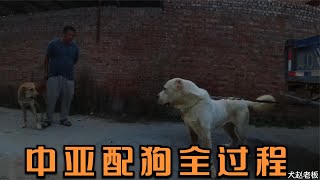 实拍中亚配狗现场：公犬见到母犬就兴奋，过程刺激一次就成功！