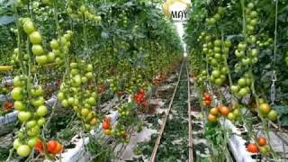 MAY SERA Modern Greenhouse +90 532 205 06 04