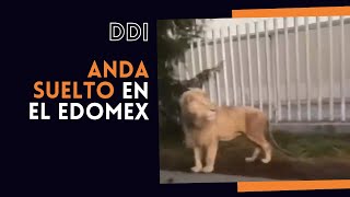 Alerta por león en Ocoyoacac, Estado de México | DDI #adn40radio